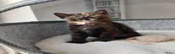 Mixed Breed cats for sale: Goldie and Meg have had their gorgeous kittens - Advert 4