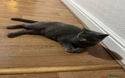 Brazilian Shorthair cats for sale: British Shorthair  - Image 5