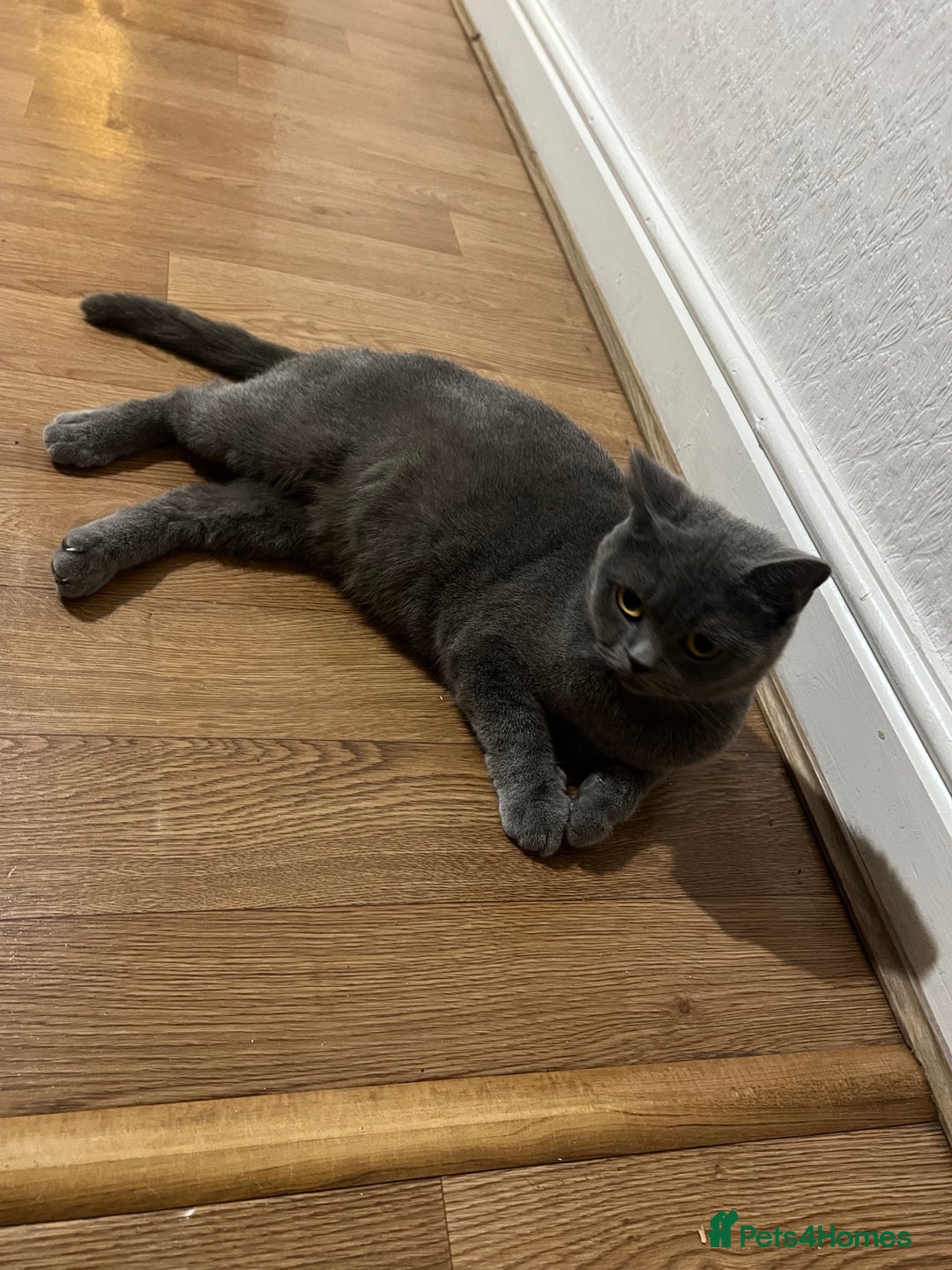 Brazilian Shorthair cats for sale: British Shorthair  - Image 5