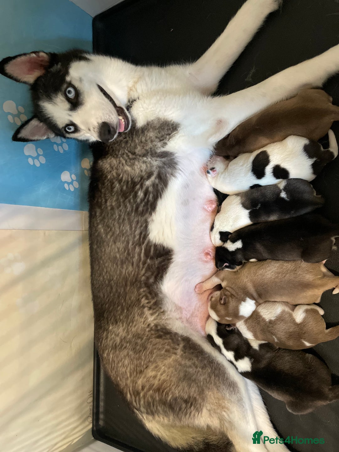 Siberian Husky dogs for sale: Rare Blue-Eyed Piebald Husky Girl, Ready Now - Image 7