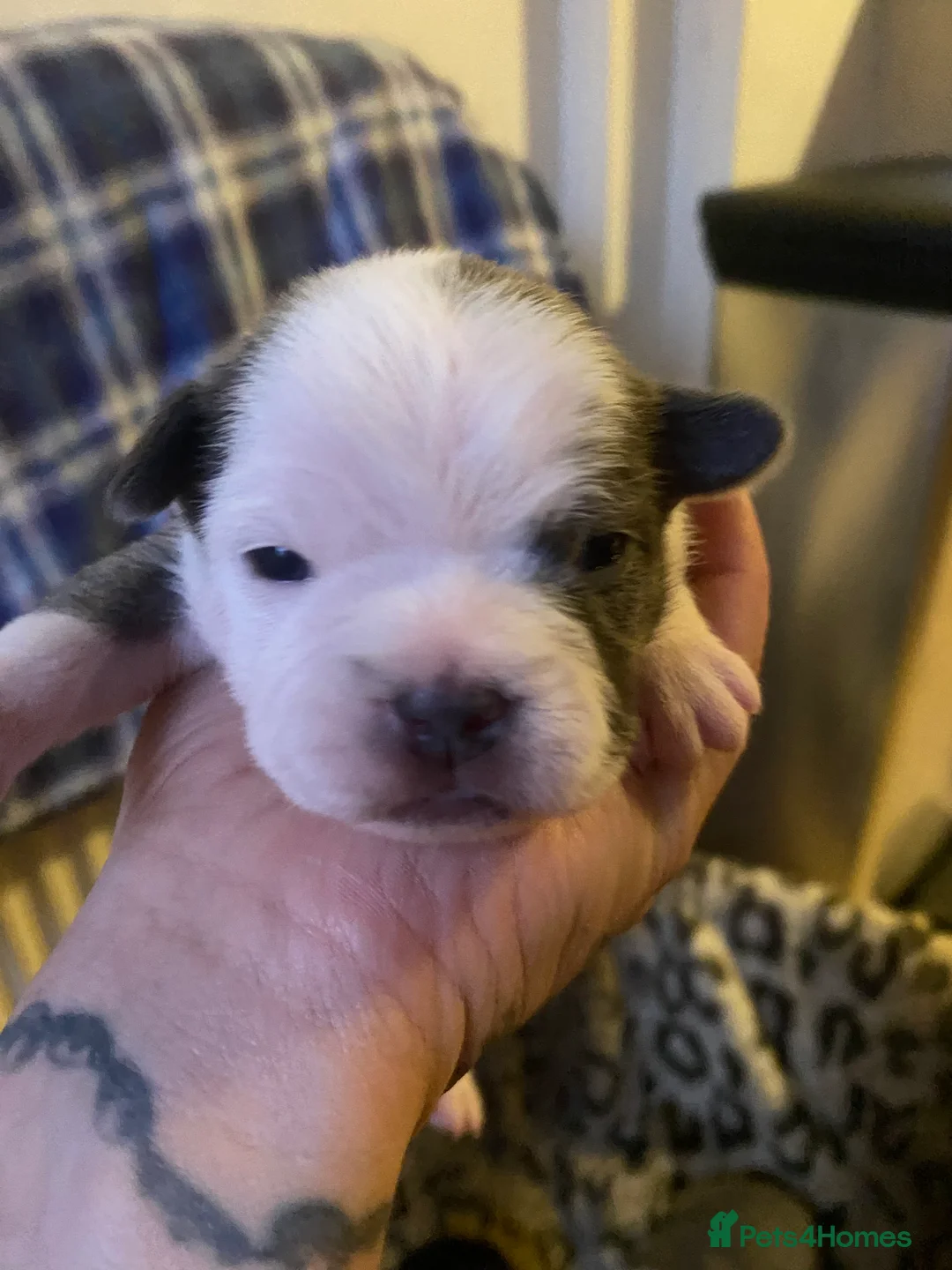 Mixed Breed dogs for sale: 3 puppy’s left  - Advert 6