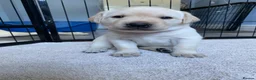 Labrador Retriever dogs for sale: KC Registered Yellow Labrador Puppies - Advert 5