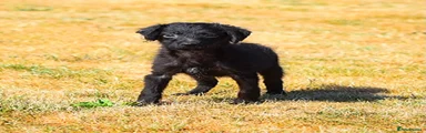Mixed Breed 2