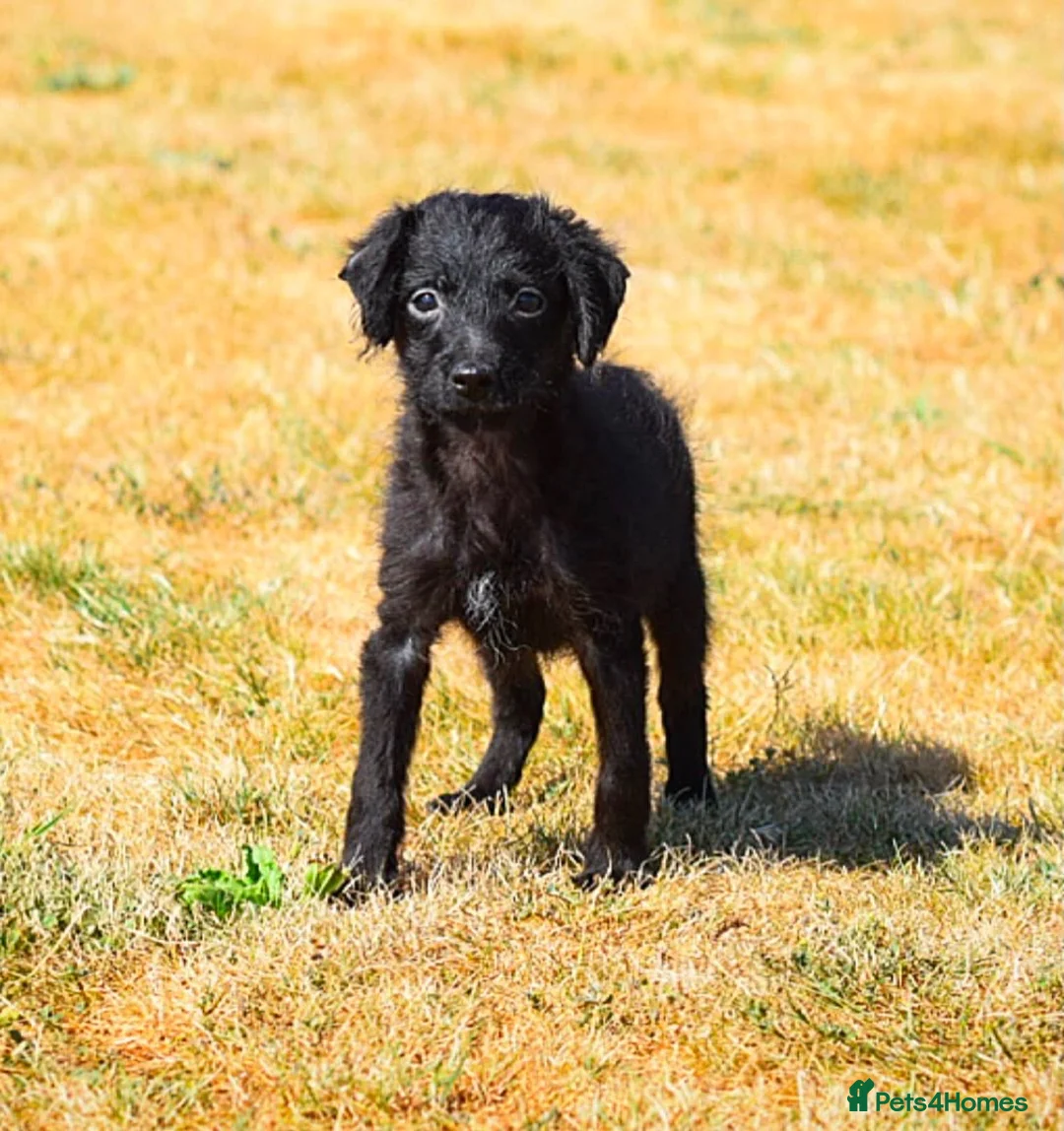 Mixed Breed dogs for sale: Patterpoo babies  - Advert 8
