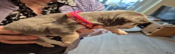 French Bulldog dogs for sale: Male&Female Puppies - Advert 16
