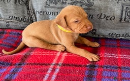 Hungarian Vizsla dogs for sale: Wonderful puppies from mum with 0/0 hip score.  - Image 21