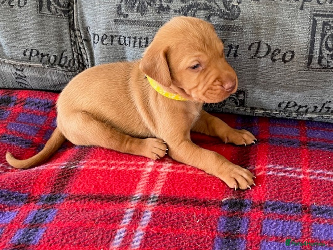 Hungarian Vizsla dogs for sale: Wonderful puppies from mum with 0/0 hip score.  - Image 21