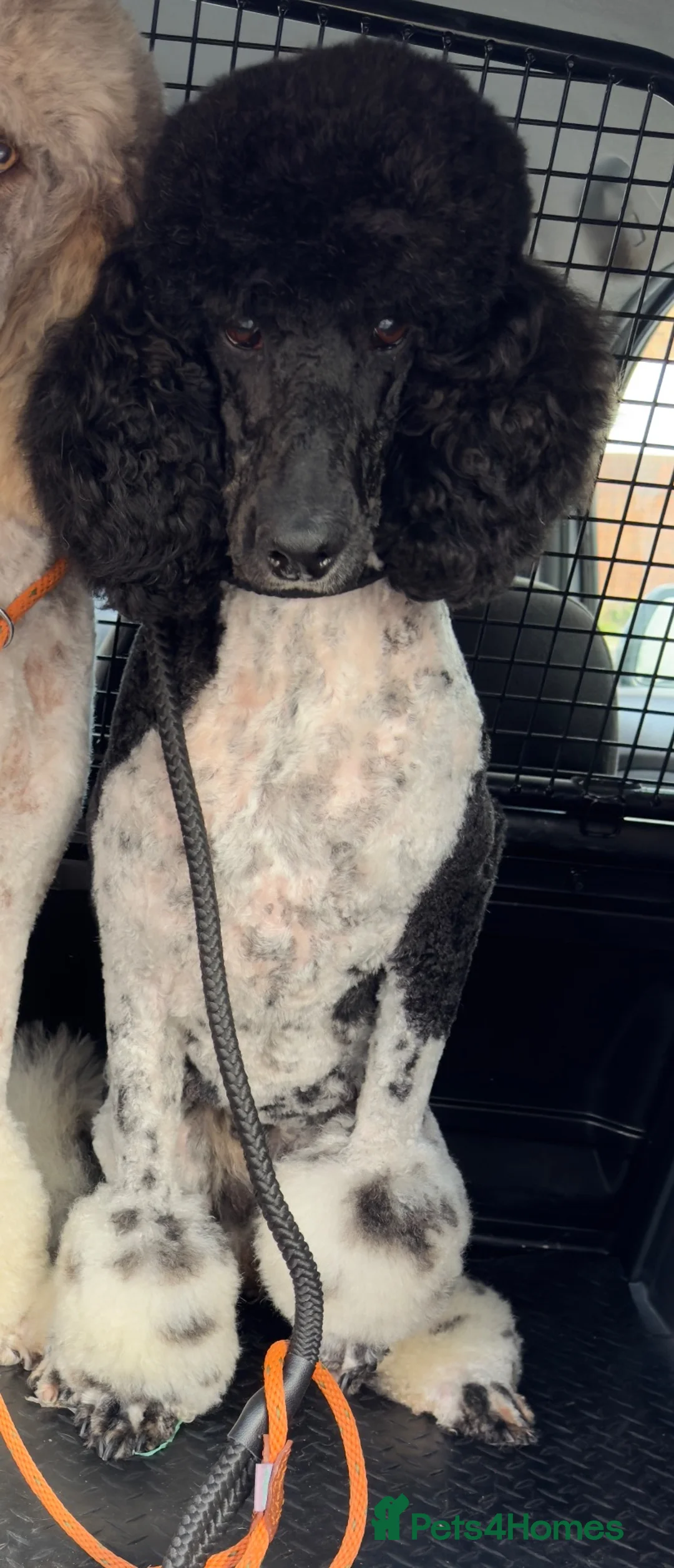 Standard Poodle dogs for sale: Beautiful inside and out std poodle  - Advert 2
