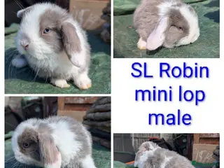 Mini Lion Lop rabbits Minilops and plush lops - Advert 13