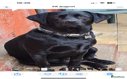 Mixed Breed dogs for sale: Mastador pup - Image 5