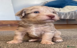 Jackapoo dogs for sale: Adorable Jackapoo puppies - Image 13