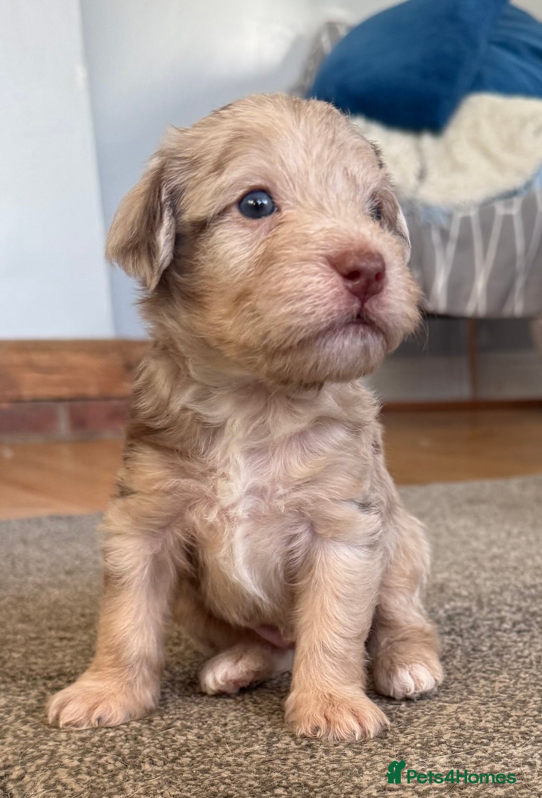 Jackapoo dogs for sale: Adorable Jackapoo puppies - Image 13