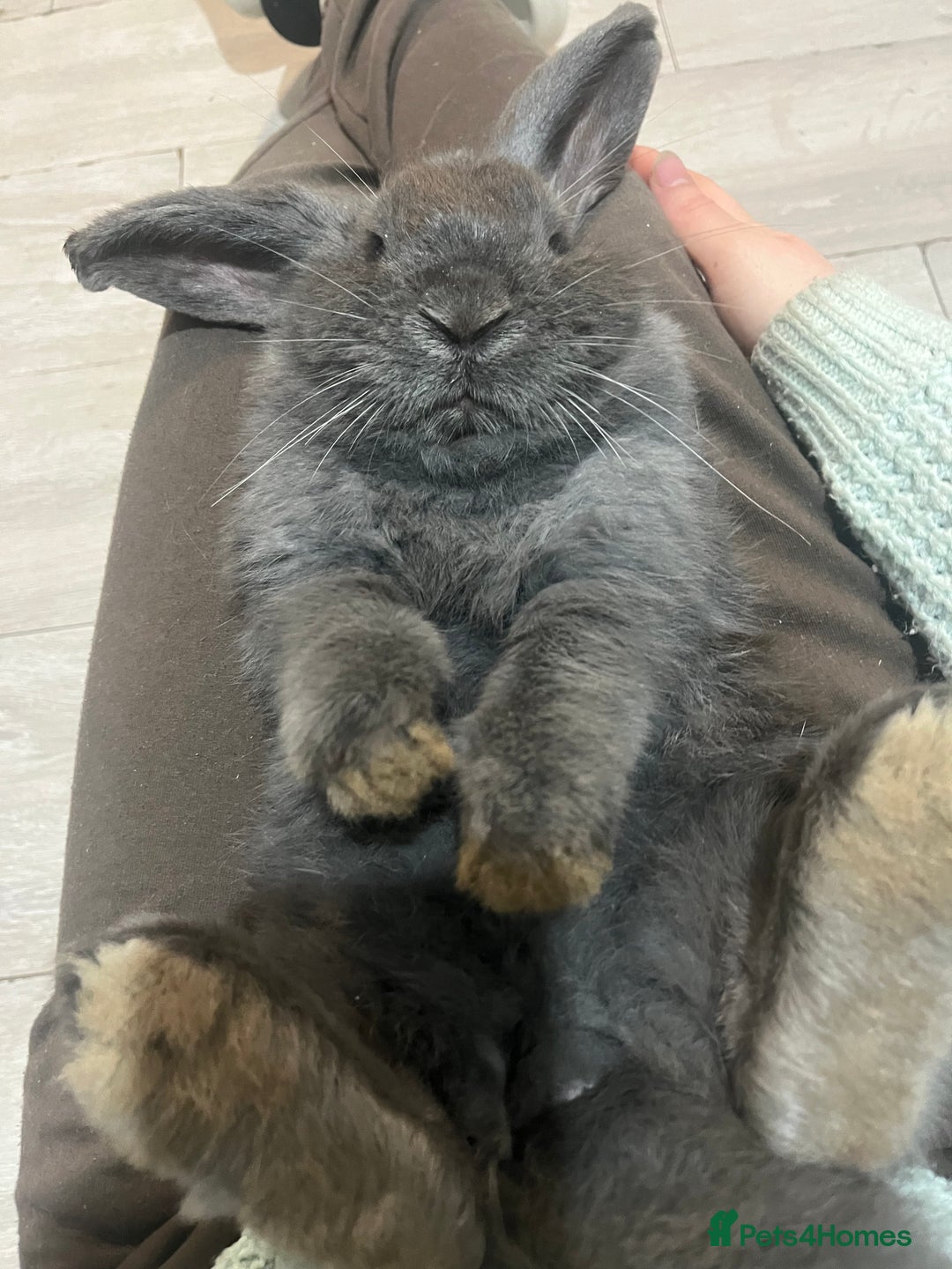 French Lop rabbits for sale: Bunny - Advert 5