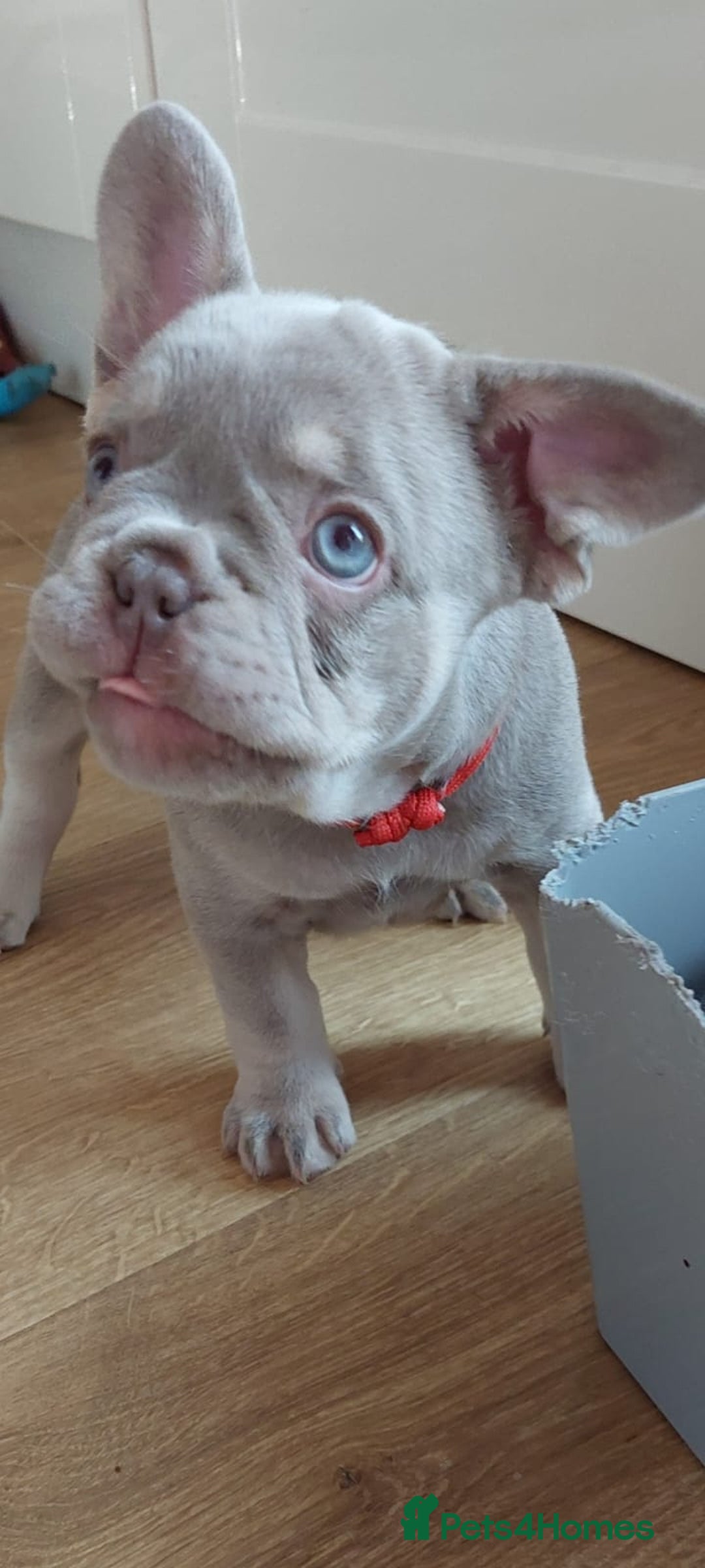 French Bulldog dogs for sale: KC Registered Beautiful French Bulldog Puppies - Advert 38
