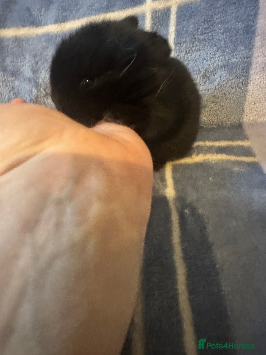 Mini Lion Lop rabbits for sale: Gorgeous lion lop babies  - Image 9