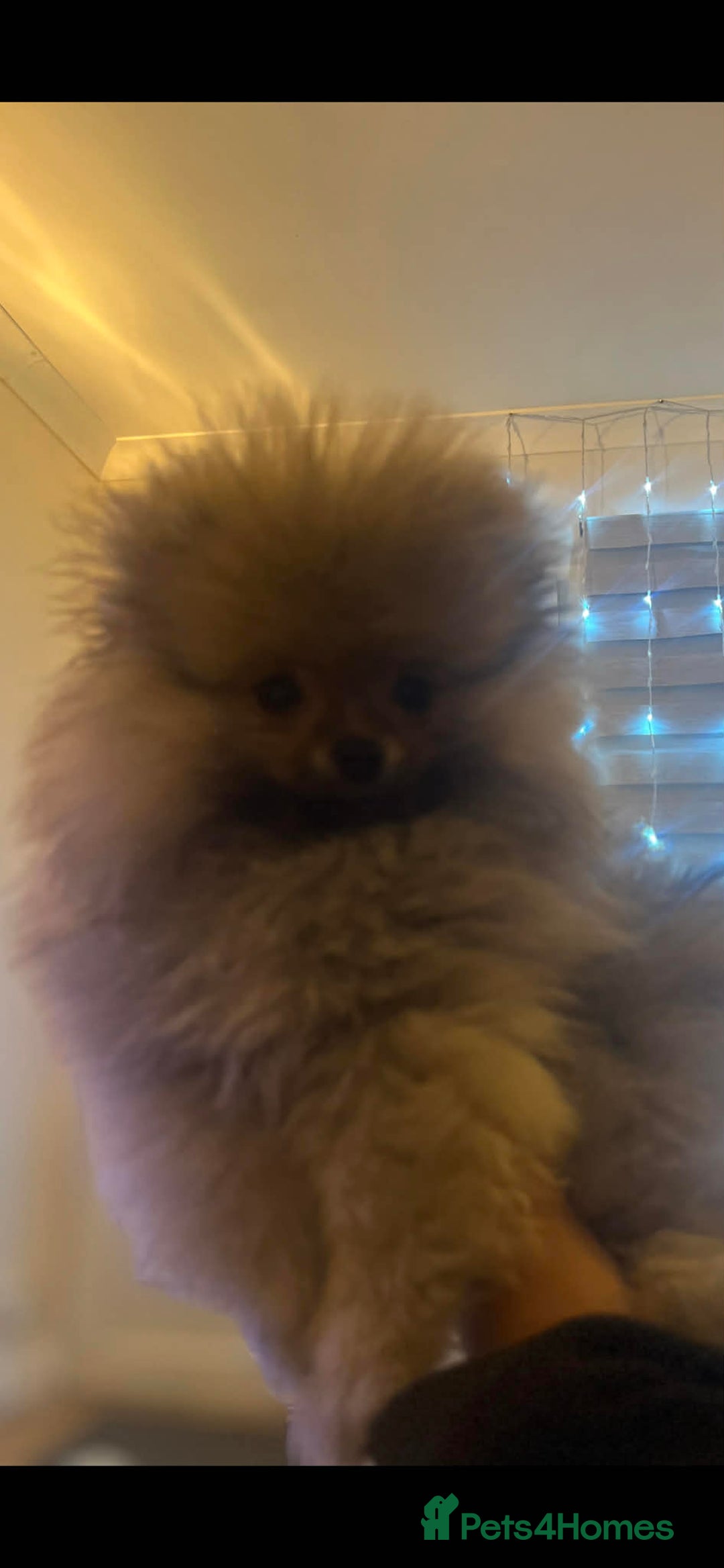 Pomeranian dogs for sale: Russian bloodline pomeranian Kc registered  - Advert 19
