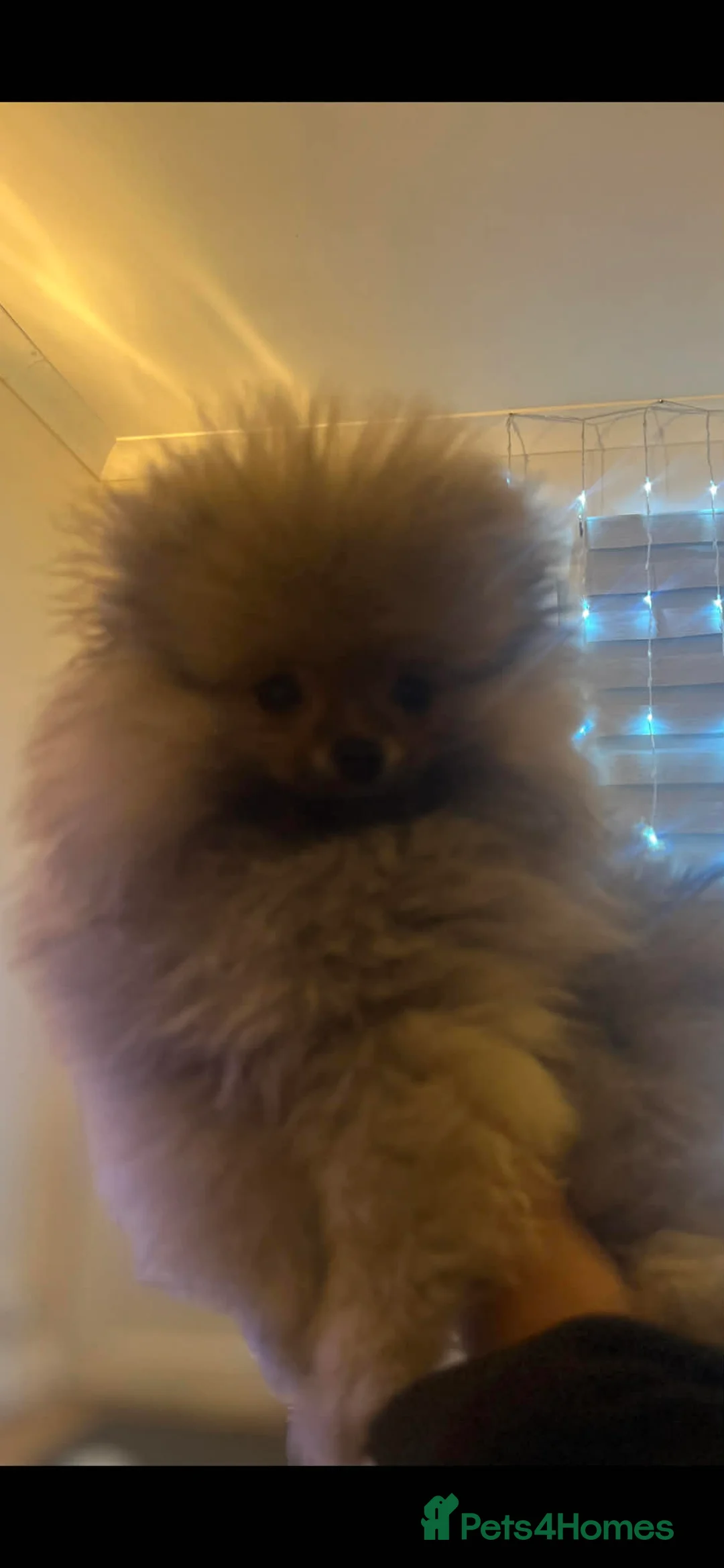 Pomeranian dogs for sale: Russian bloodline pomeranian Kc registered  - Advert 19