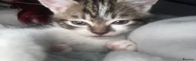  Kitten 1