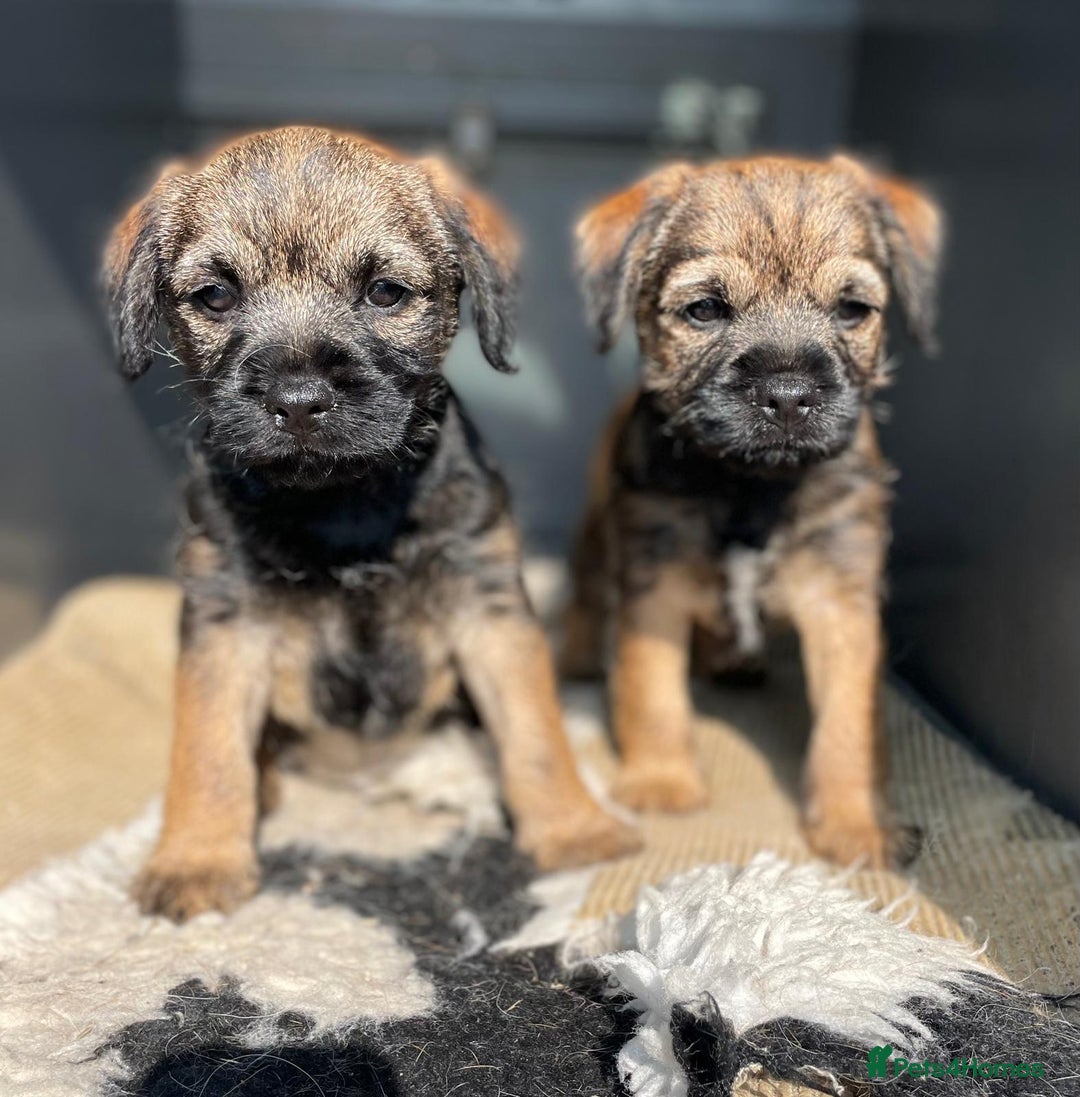 Border Terrier dogs for sale: Only 1 stunning little girl left  - Image 1