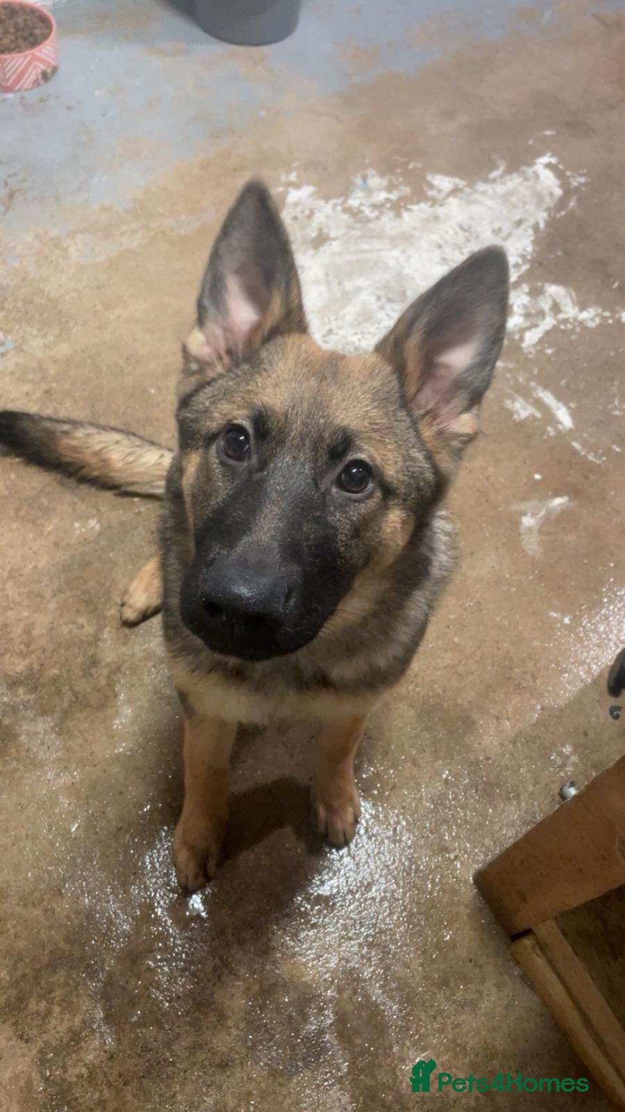 German Shepherd dogs German Shepherd  - Advert 4