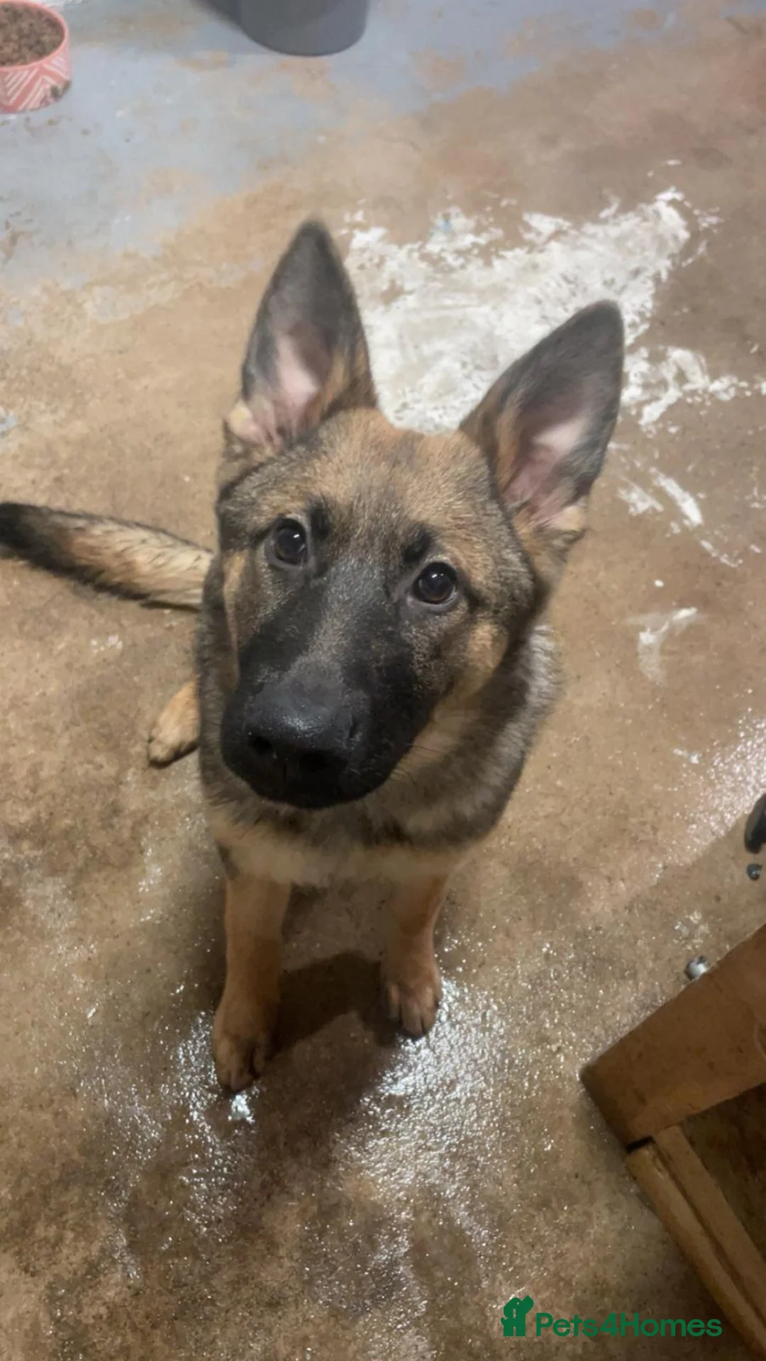 German Shepherd dogs for sale: German Shepherd  - Advert 1