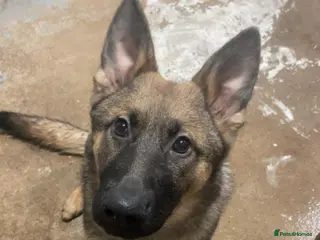 German Shepherd dogs German Shepherd - Advert 2