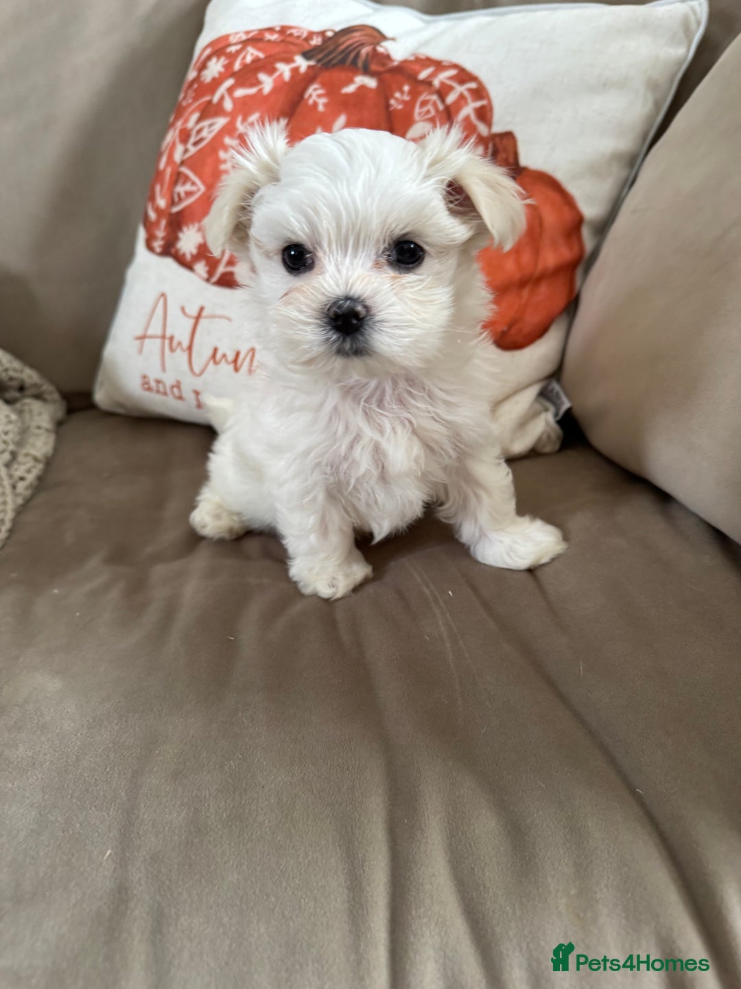 Maltese dogs for sale: Updated 24/07 KC Reg tiny Korean Maltese Puppies. in Ware - Image 17