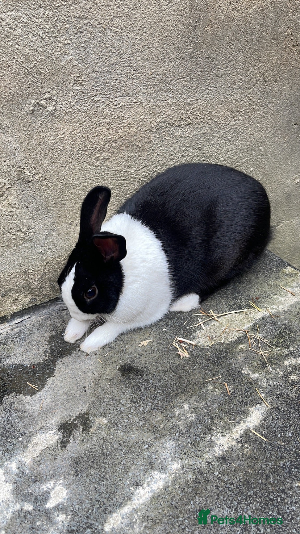 Mixed Breed rabbits Rabbit  - Advert 1