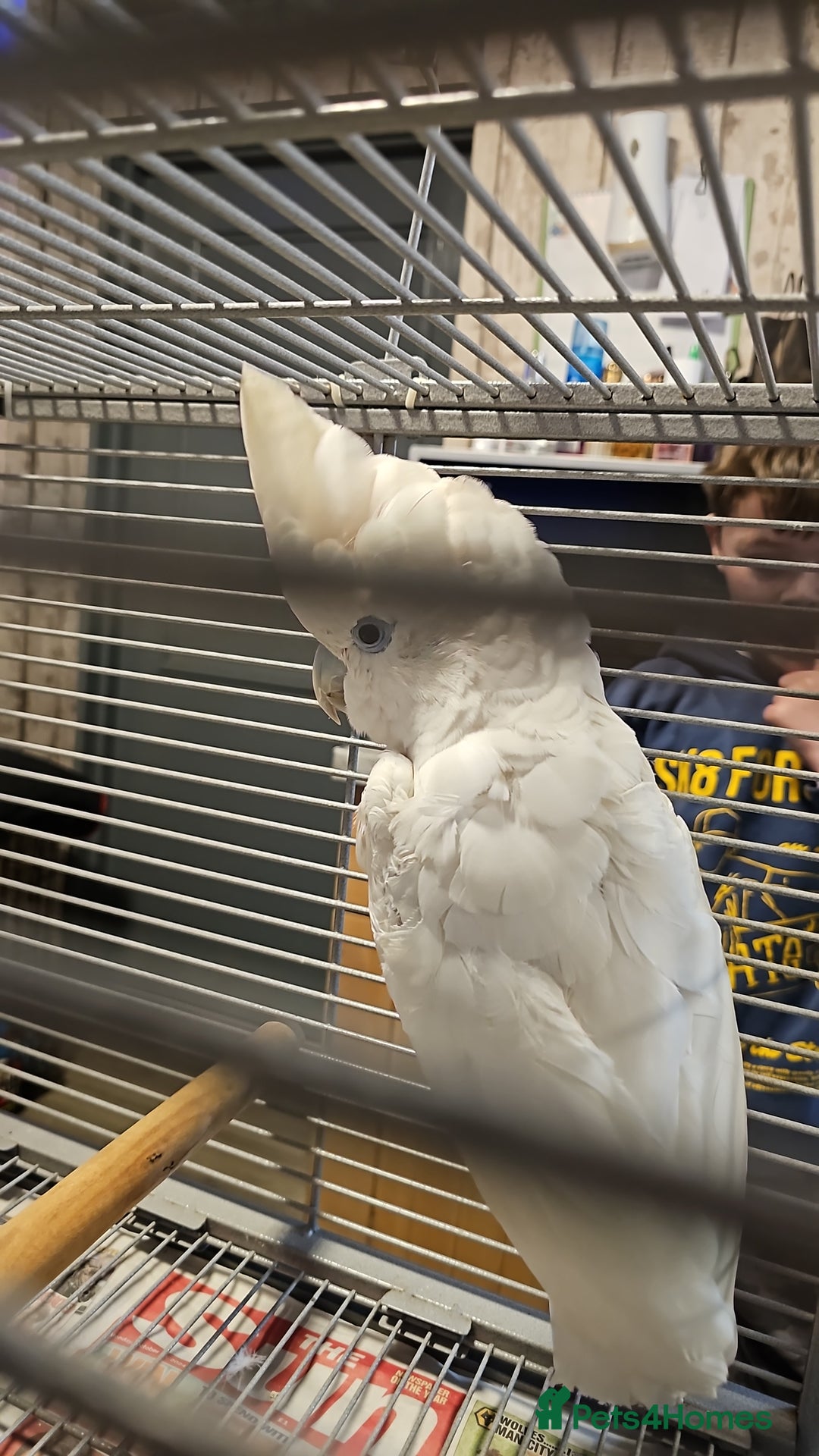 Cockatoo birds for sale: Cockatoo for sale  - Advert 5