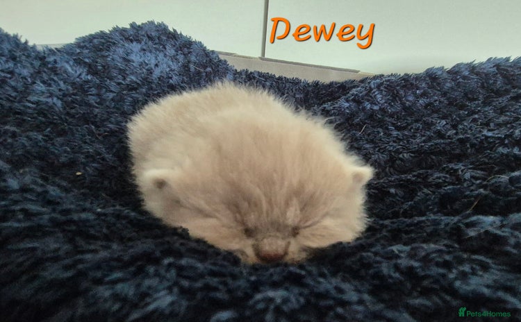British Shorthair cats - Advert 9