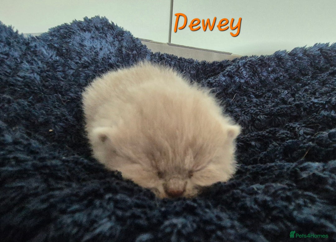 British Shorthair cats for sale: Stunning Russian Bloodline TICA reg kittens - Image 1