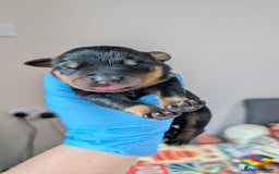 Rottweiler dogs for sale: Rottweiler puppies  - Image 10
