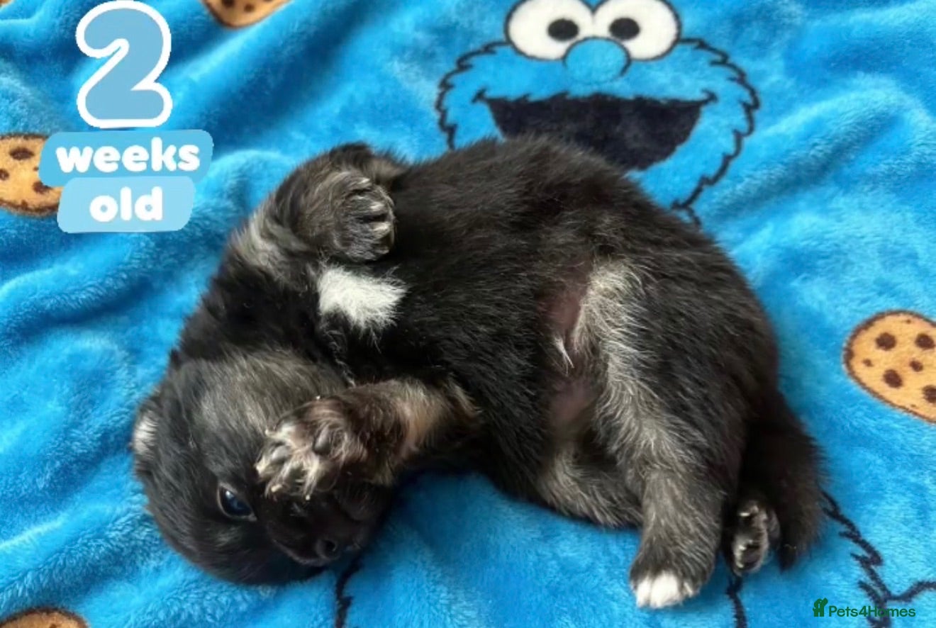 Pomeranian dogs ✨Super Rare Fluffy Poms🐾🐶✨💜🤎🩶🩵 - Advert 2