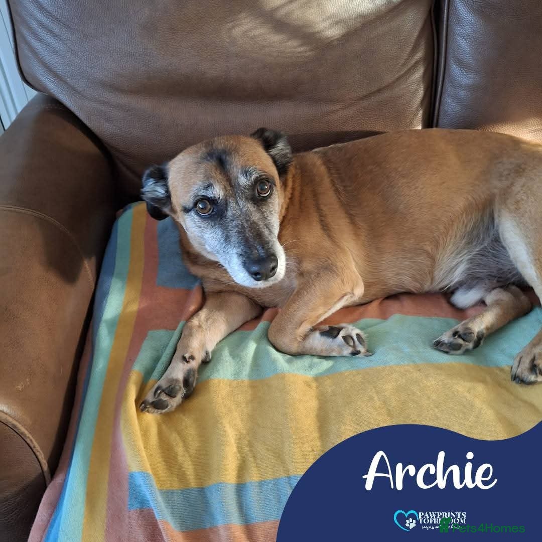 Mixed Breed dogs Meet Archie, currently residing in East Sussex - Advert 1