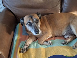 Mixed Breed dogs Meet Archie, currently residing in East Sussex - Advert 1