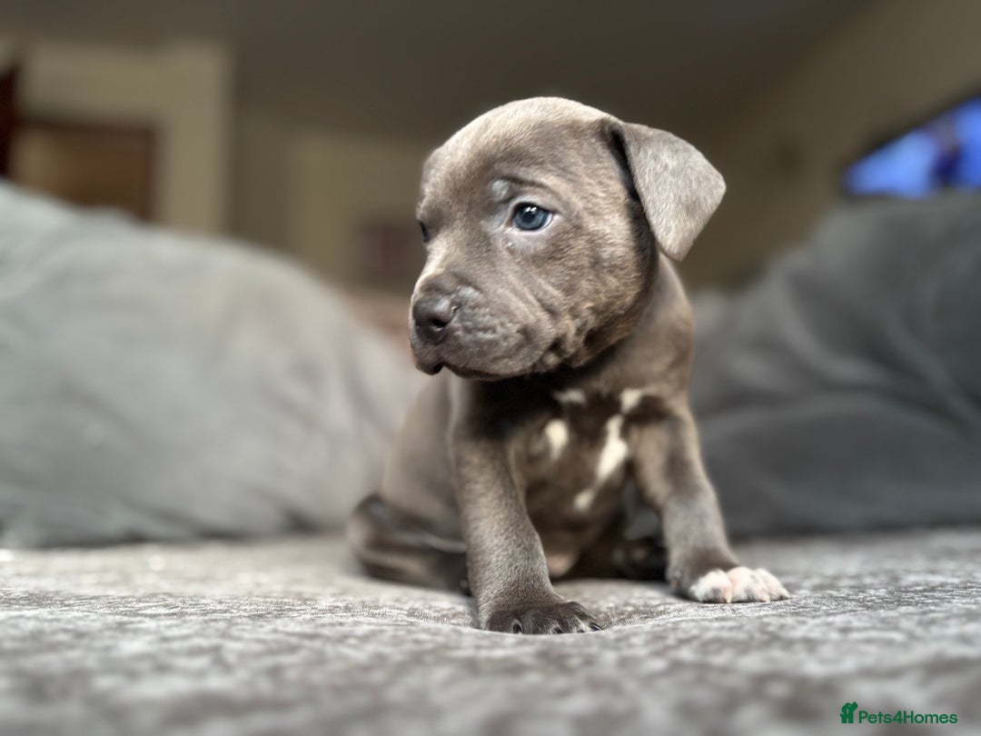 Staffordshire Bull Terrier dogs for sale: Quality Blue Health Tested  - Advert 22