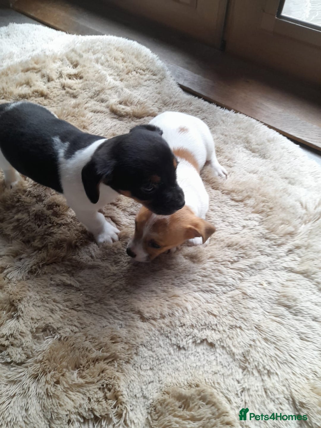 Jack Russell dogs for sale: Jack russel puppy  - Advert 6