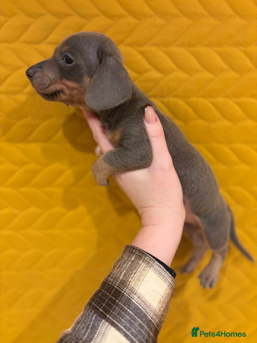 Miniature Dachshund dogs for sale: KC registered Miniature Dachshund Puppies - Advert 7