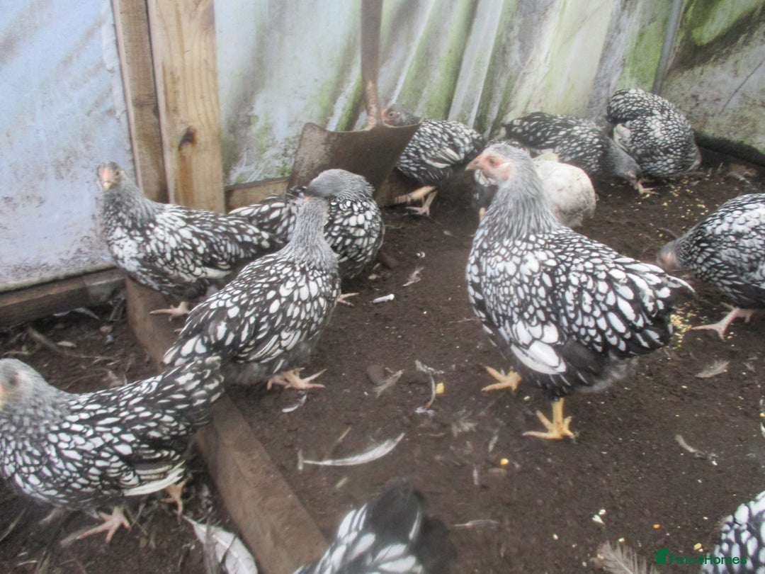 Chickens poultry for sale: Silver Laced Wyandotte Bantam pullets. APHA Reg  - Advert 3