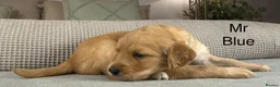 Goldendoodle dogs for sale: HEREDITARY HEALTH TESTED MUM. DNA TESTED DAD - Advert 13
