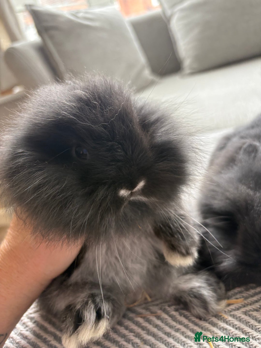 Mini Lion Lop rabbits for sale: Cuteness overload!! Mini lion head bunnies  - Image 9