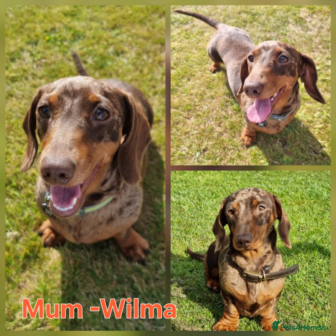 Miniature Dachshund dogs for sale: 💙Beautiful Miniature Dachund Puppies💙 - Advert 5