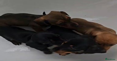 Dachshund dogs - Advert 7