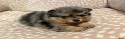 Pomeranian dogs for sale: Adorable Pomeranian Puppies 💙🩷💙 - Advert 19