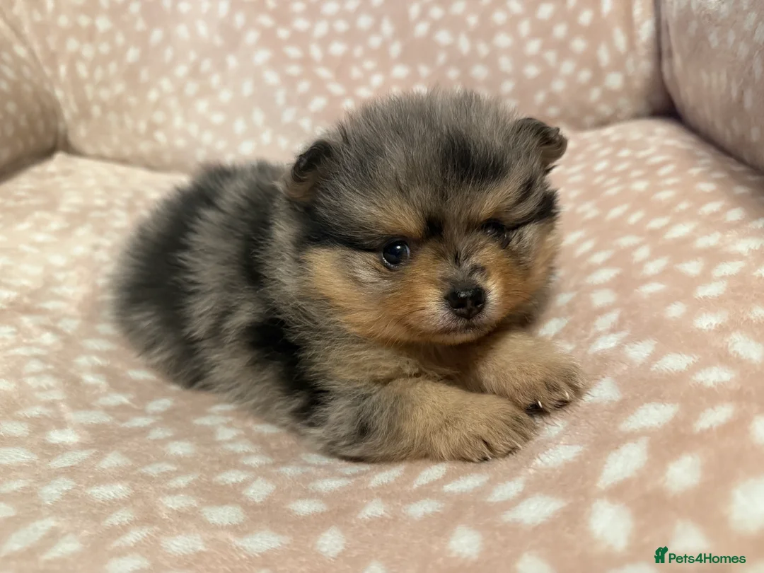 Pomeranian dogs for sale: Fully Vaccinated Orange Sable Boy Pomeranian 💙 - Advert 26
