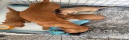 Miniature Dachshund dogs for sale: Beautiful short haired miniature dachshunds in Stansted - Advert 8