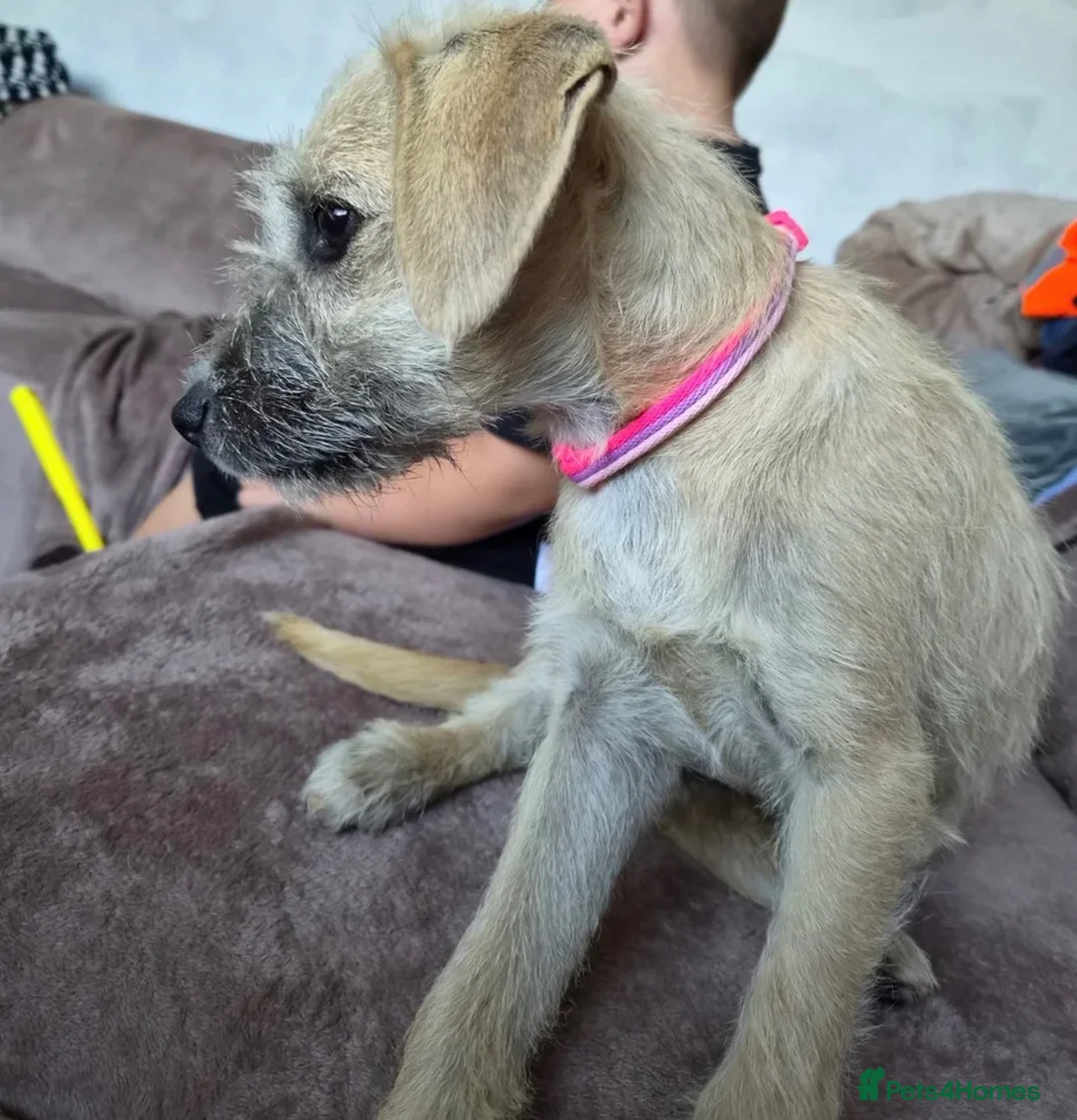 Mixed Breed dogs for sale: Female 9 month old  - Advert 1