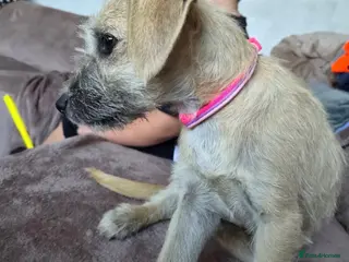 Mixed Breed dogs Female 9 month old - Advert 2
