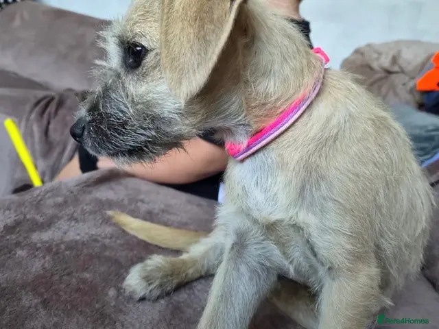 Mixed Breed dogs Female 9 month old - Advert 23