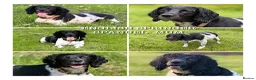 English Springer Spaniel dogs for sale: English springer spaniel puppy for sale  in Bristol - Advert 5